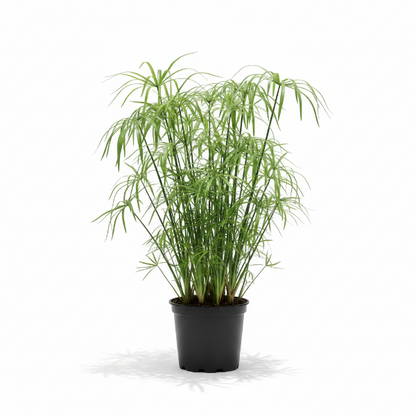 Cyperus Alternifolius, Umbrella Papyrus – image 1