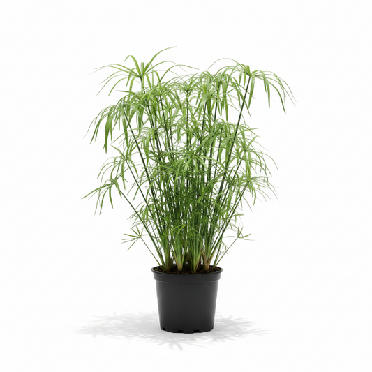Cyperus Alternifolius, Umbrella Papyrus – image 1