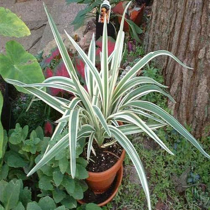 Dianella Tasmanica, Variegata, Tasman Flax-lily – image 3