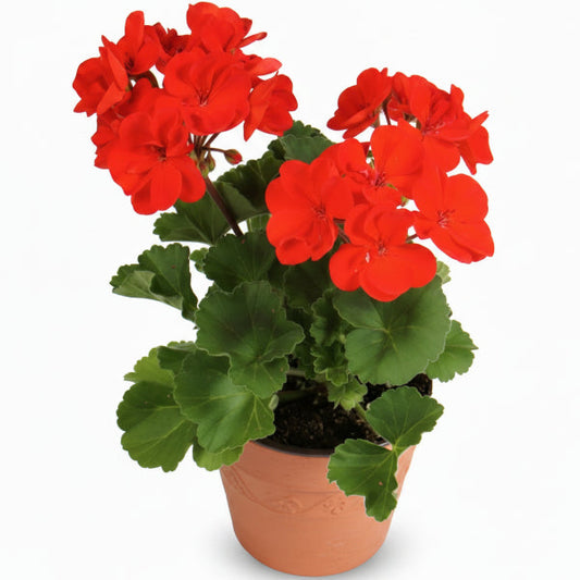 Geranium, Cranesbill – image 2
