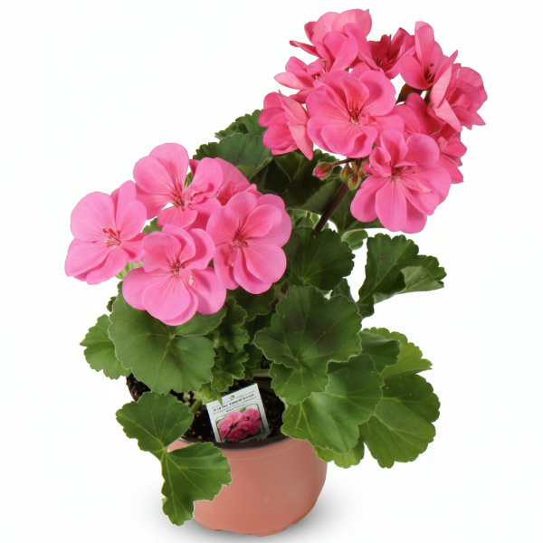 Geranium, Cranesbill – image 4
