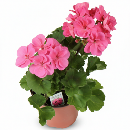 Geranium, Cranesbill – image 4