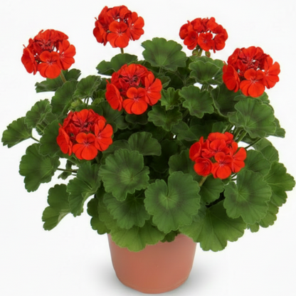 Geranium, Cranesbill – image 6
