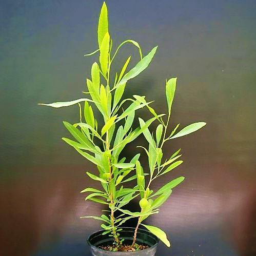 Dodonaea Viscosa, Hopbush – image 3