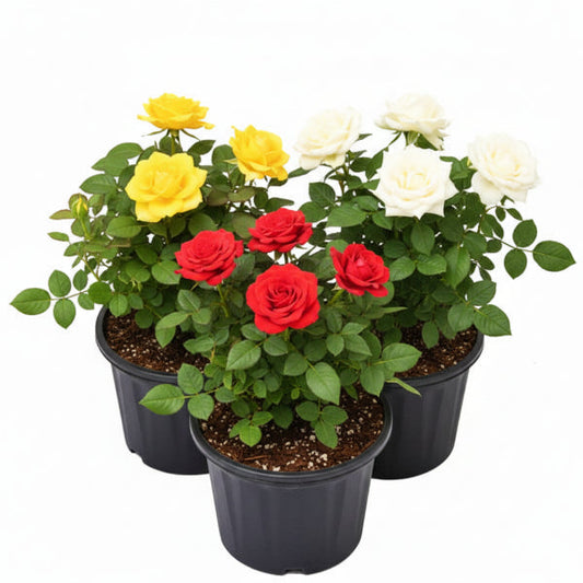Rose Plant Outdoor – image 1