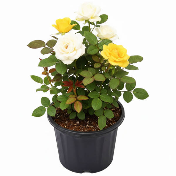 Rose Plant Outdoor – image 3
