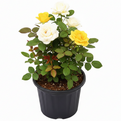 Rose Plant Outdoor – image 3