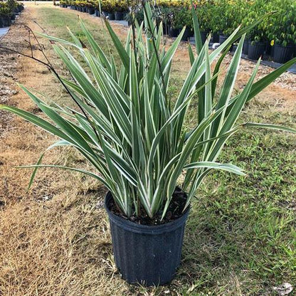 Dianella Tasmanica, Variegata, Tasman Flax-lily – image 5