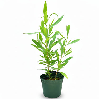 Dodonaea Viscosa, Hopbush – image 1