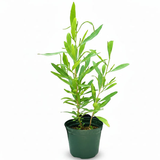 Dodonaea Viscosa, Hopbush – image 1