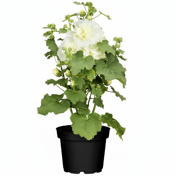 Hollyhocks Flower Plant, Alcea – image 1