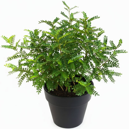 Lemon Pepper Plant, Zanthoxylum Odorum – image 3
