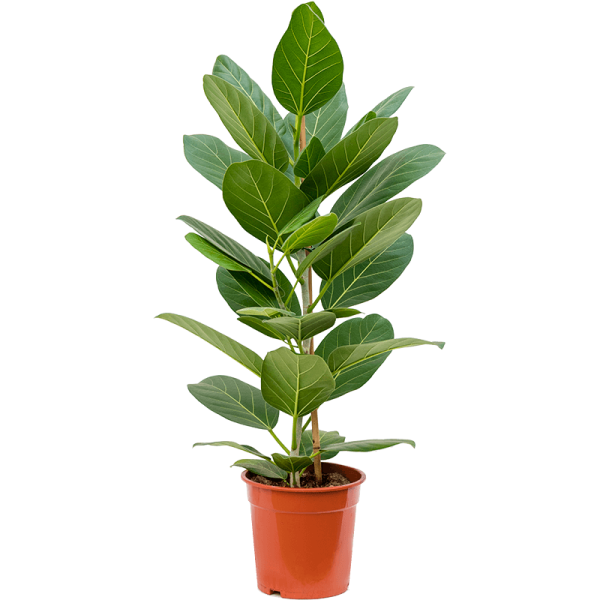 Ficus Benghalensis, Banyan Fig – image 4