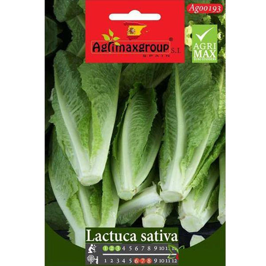 Lactuca Sativa Seeds – image 1