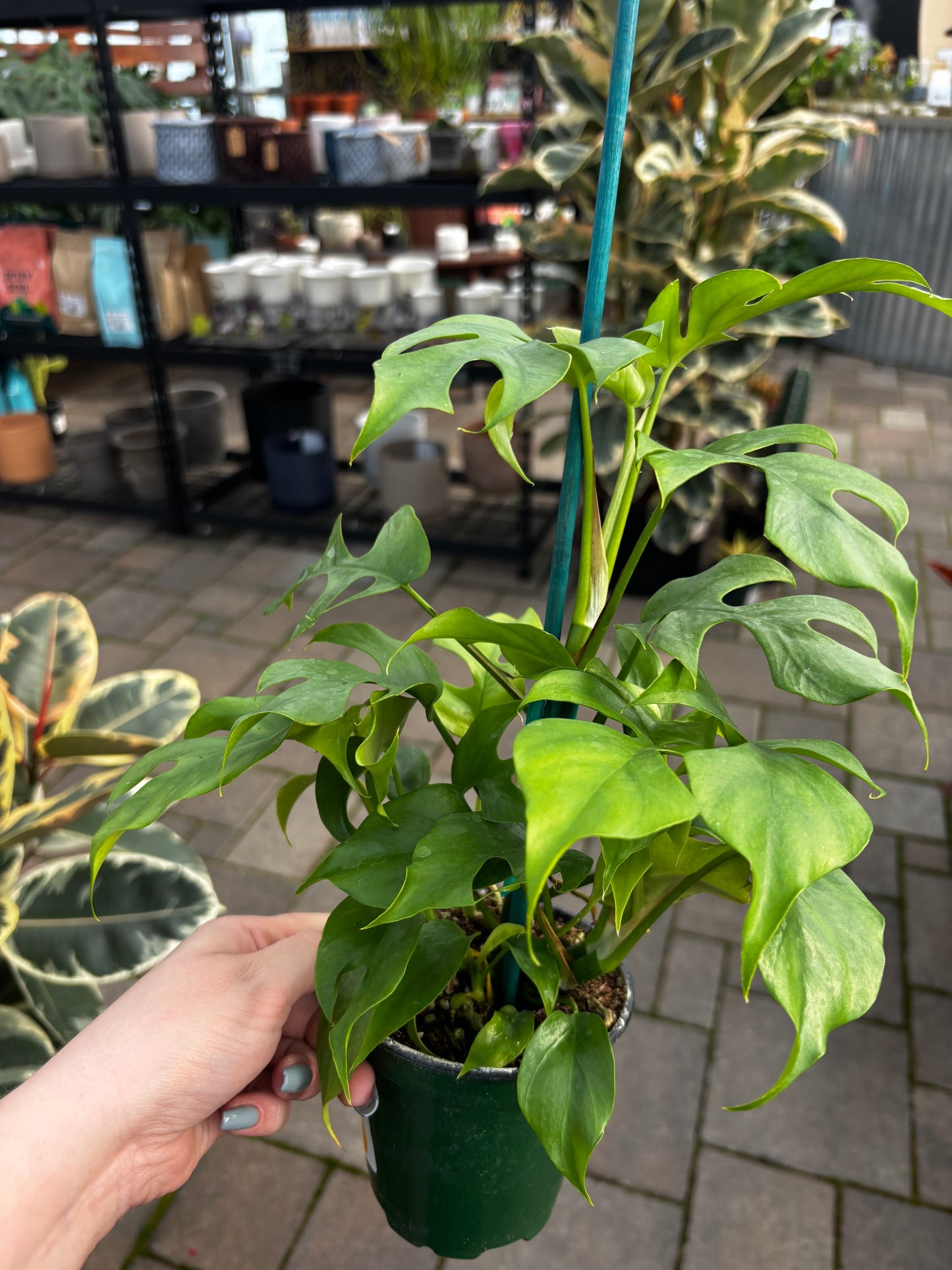 Rhaphidophora tetrasperma Mini Monstera - Medium - Image 5