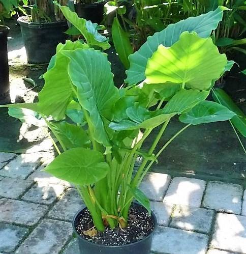 Alocasia Gageana, Elephant Ear, Alocasia California – image 4
