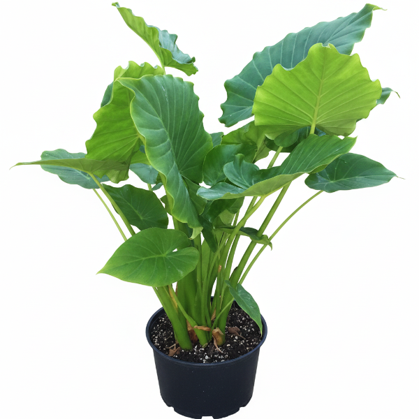Alocasia Gageana, Elephant Ear, Alocasia California – image 9