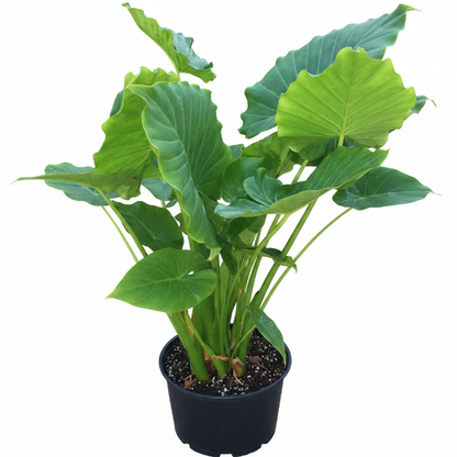 Alocasia Gageana, Elephant Ear, Alocasia California – image 9