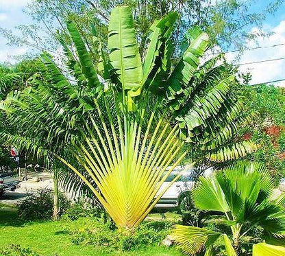Ravenala Madagascariensis, Traveller’s Palm – image 5