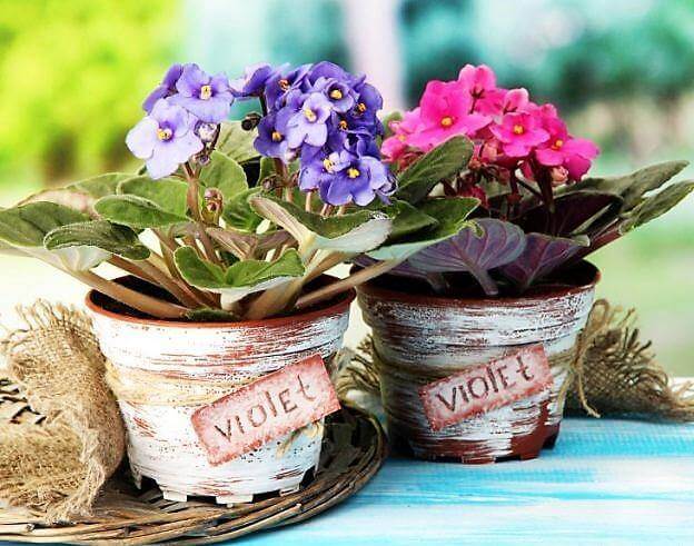 African Violets, Saintpaulia – image 6