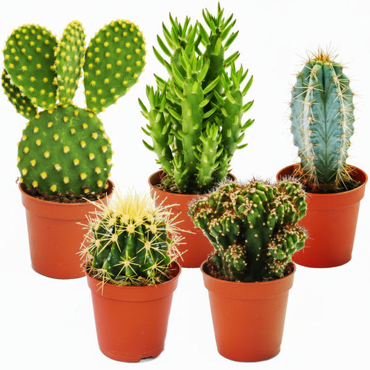Ornamental Cactus – image 1