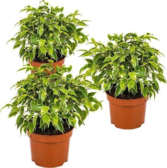 Ficus Benjamina, Kinky – image 5