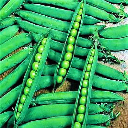 Beans Linoch Seeds Tin – image 4