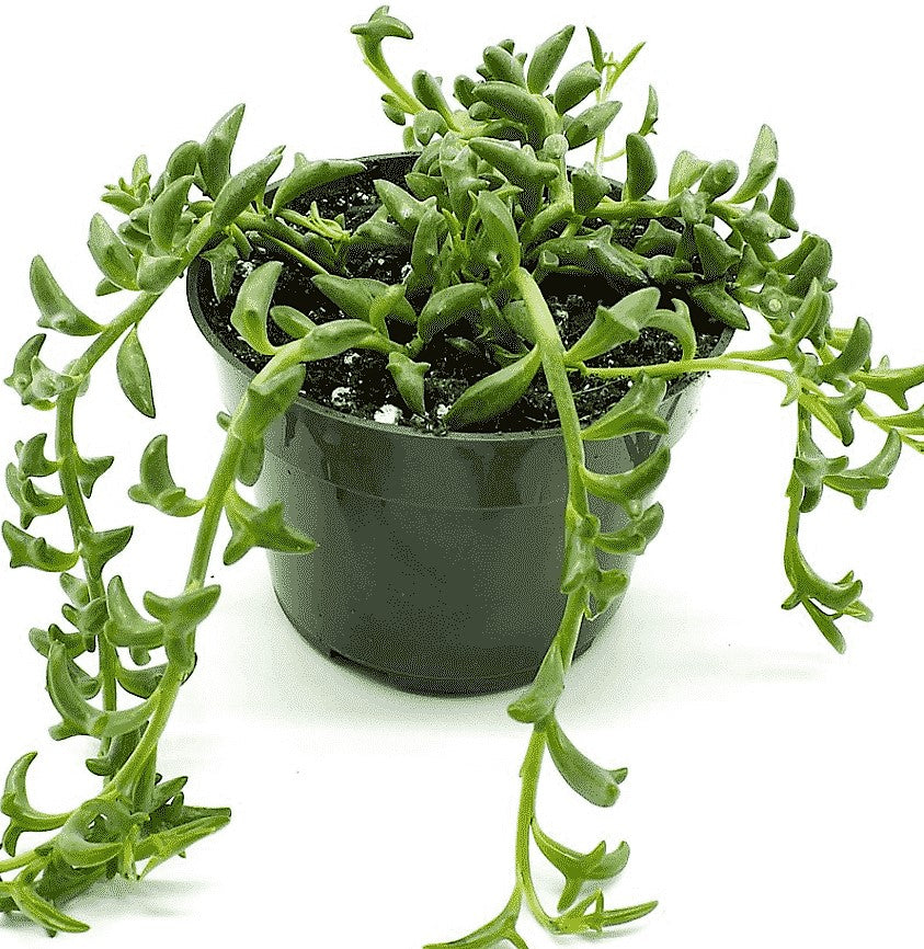 String of Dolphins , Senecio Peregrinus – image 3