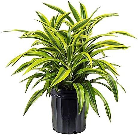 Dracaena Lemon Lime - Evergreen Indoor Plant – Green Plants