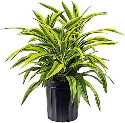 Dracaena Lemon Lime - Evergreen Indoor Plant – Green Plants