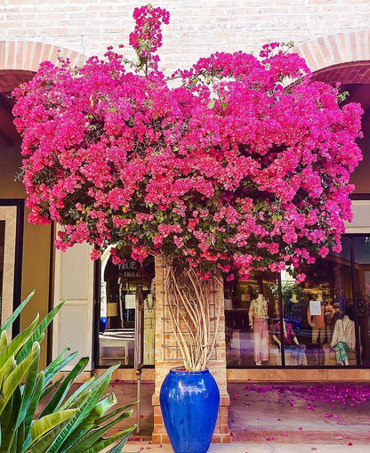 Bougainvillea Spectabilis Pink – image 5