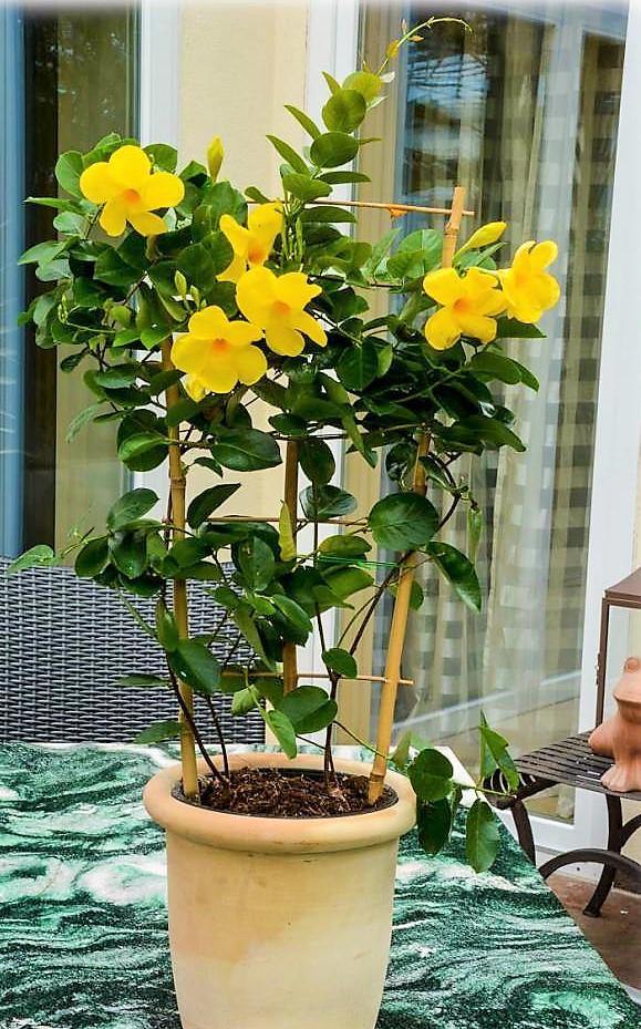 Yellow Bell Climber, Mandevilla Splendens – image 5