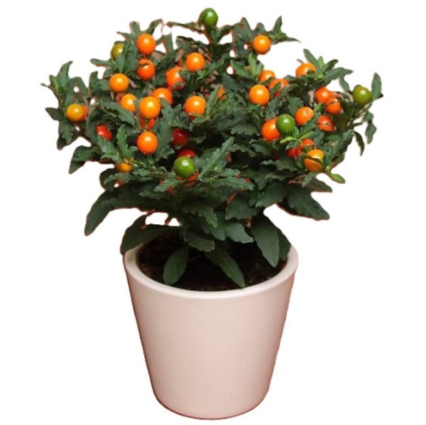 Jerusalem cherry, Solanum pseudocapsicum – image 6