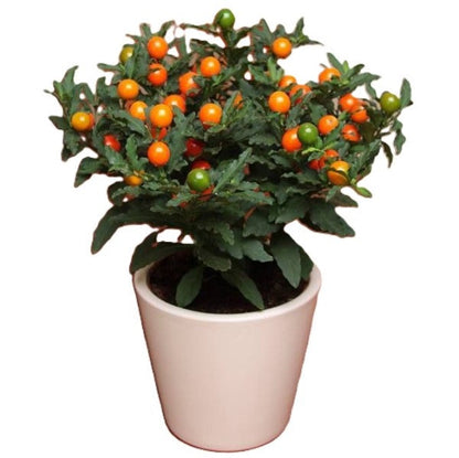 Jerusalem cherry, Solanum pseudocapsicum – image 6