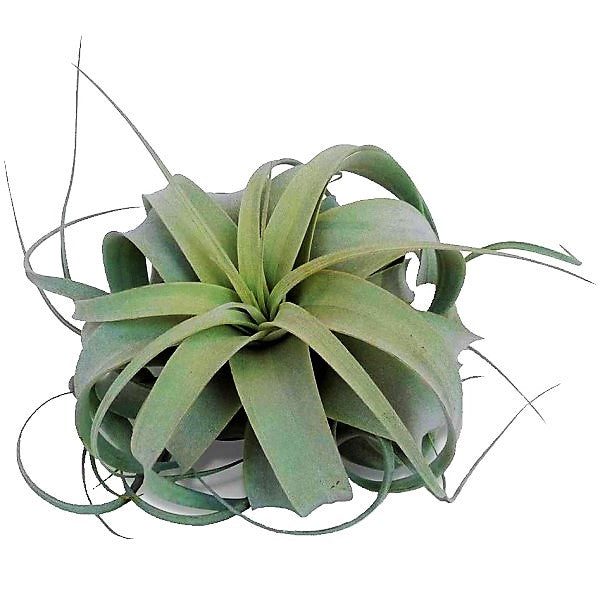 Tillandsia Xerographica – image 1