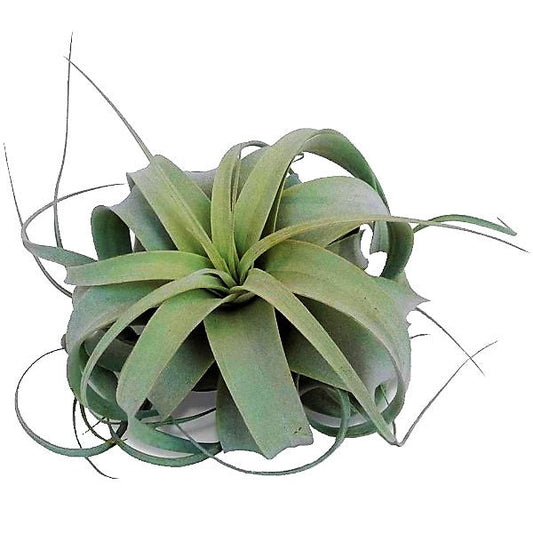Tillandsia Xerographica – image 1