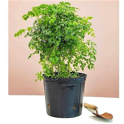 China Doll Plant – image 6