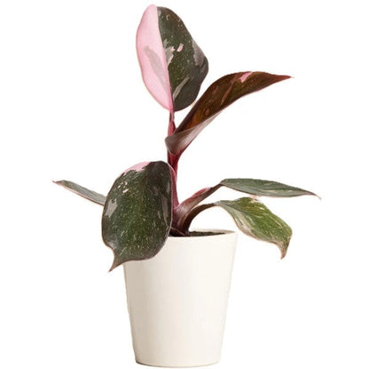 Philodendron Pink Princess – image 6