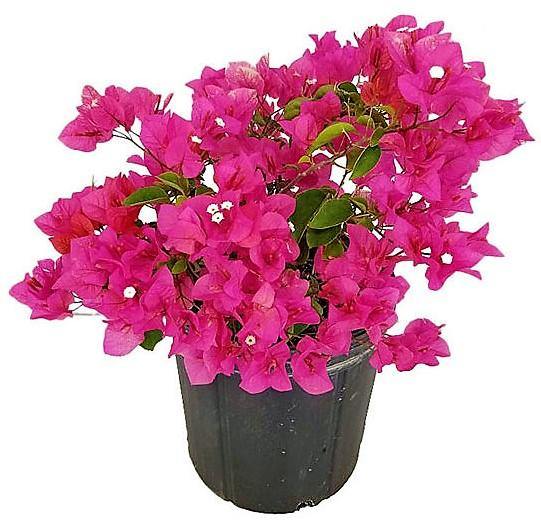 Great Bougainvillea, Bougainvillea Spectabilis – image 7