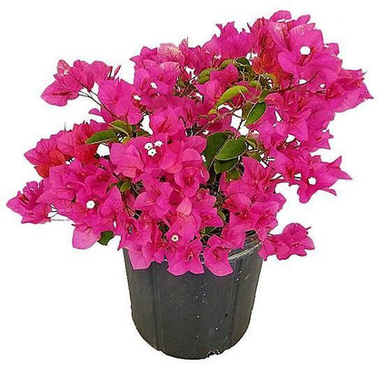 Great Bougainvillea, Bougainvillea Spectabilis – image 7