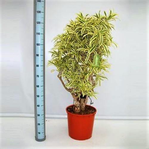 Dracaena Reflexa, Song of India, Pleomele – image 7
