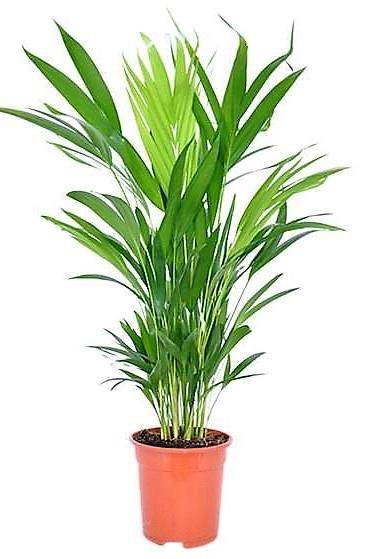 Areca Small, Butterfly Palm , Cane Palm – image 4