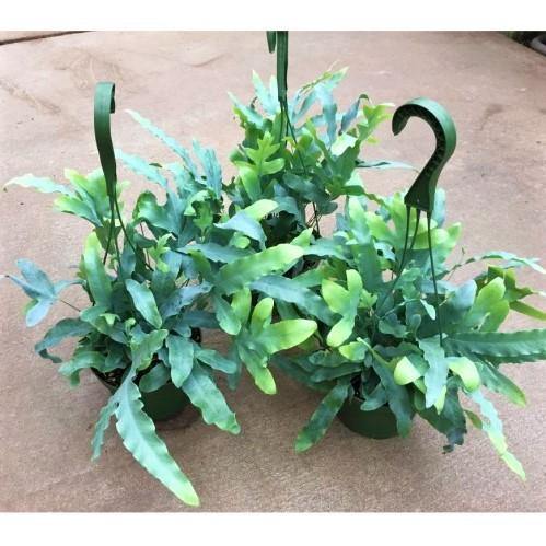 Blue Star Fern, Phlebodium Blue Star – image 6