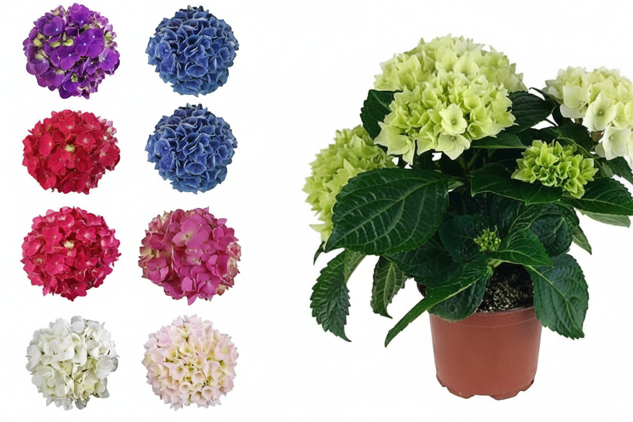 Hydrangea – image 2