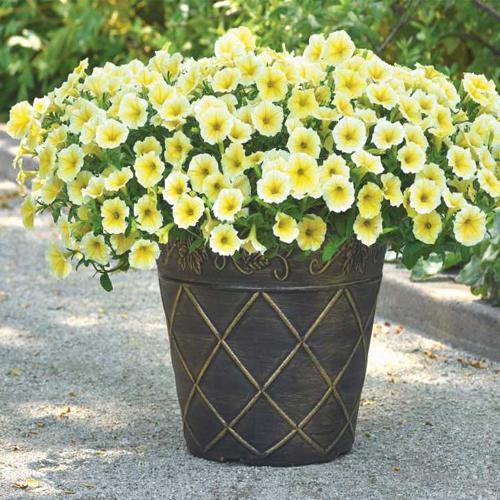 Petunia, Petunias (small) – image 5
