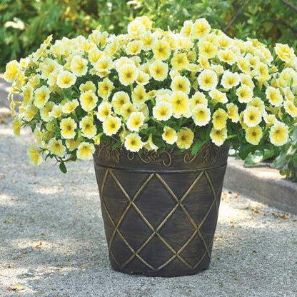 Petunia, Petunias (small) – image 5