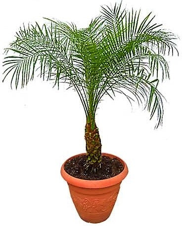 Phoenix Roebelenii, Miniature Date Palm, Dwarf Pygmy Date palm – image 6