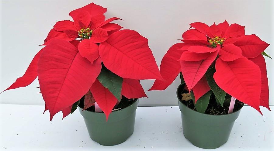 Euphorbia Pulcherrima (Titan Red), Poinsettia – image 4