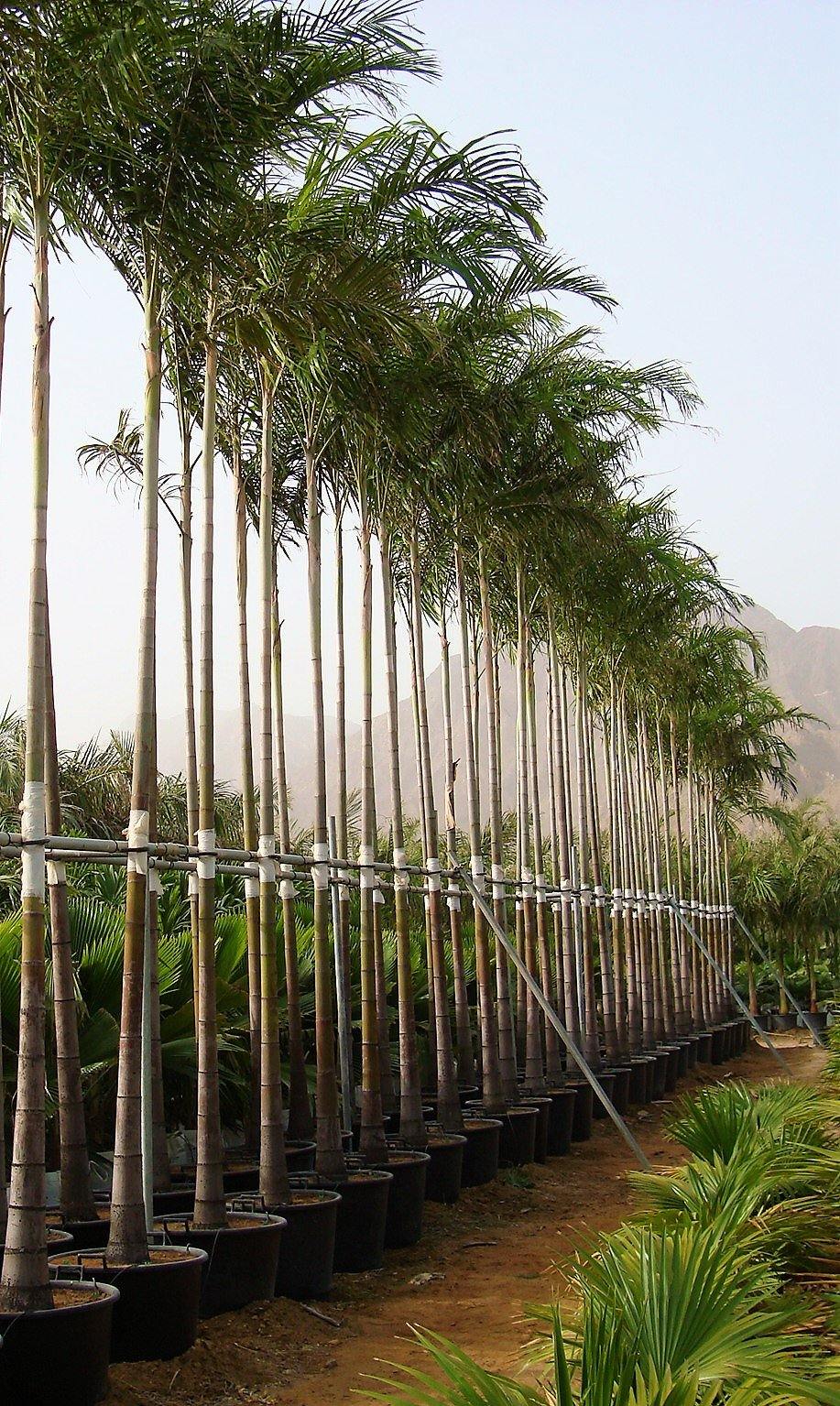 Carpentaria Palm, Carpentaria Acuminata – image 3