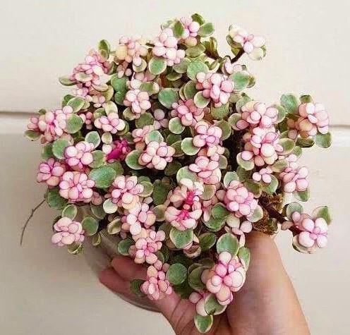Elephant Bush, Portulacaria Bonsai – image 6